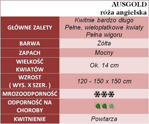 Ausgold róże angielskie gł. zal